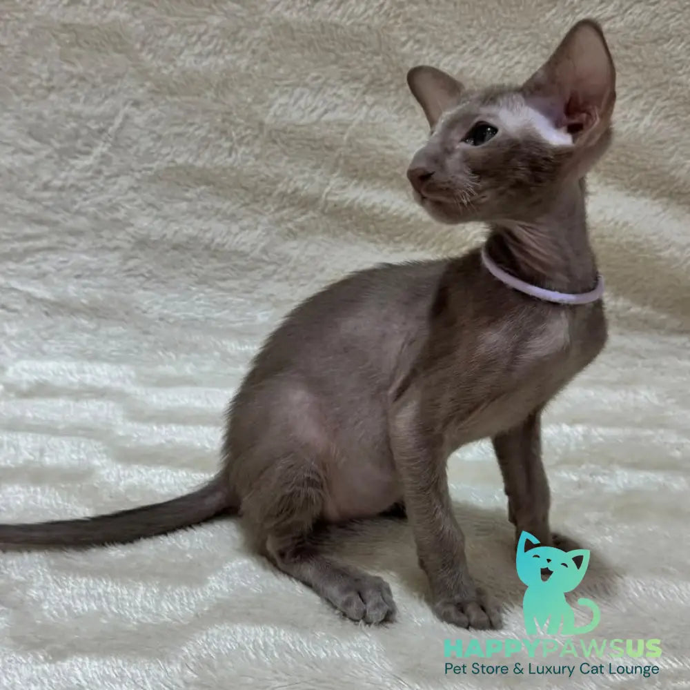 Kenzo Oriental Shorthair male lilac - live animals
