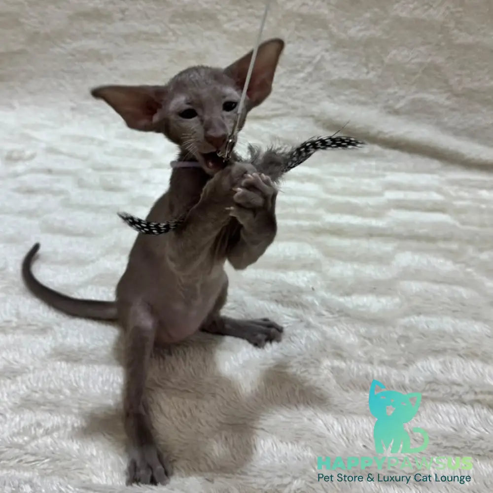 Kenzo Oriental Shorthair male lilac - live animals