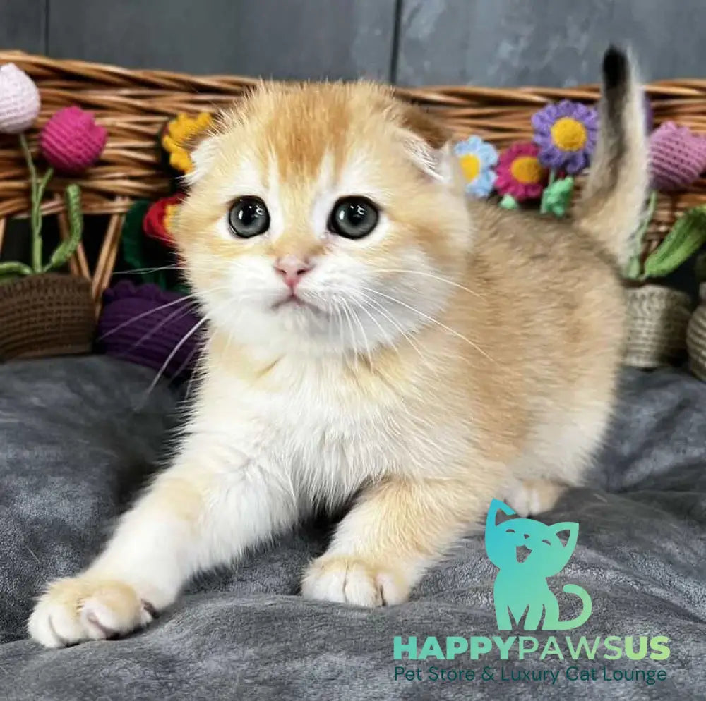 Kerry Scottish Fold female black golden chinchilla - live animals