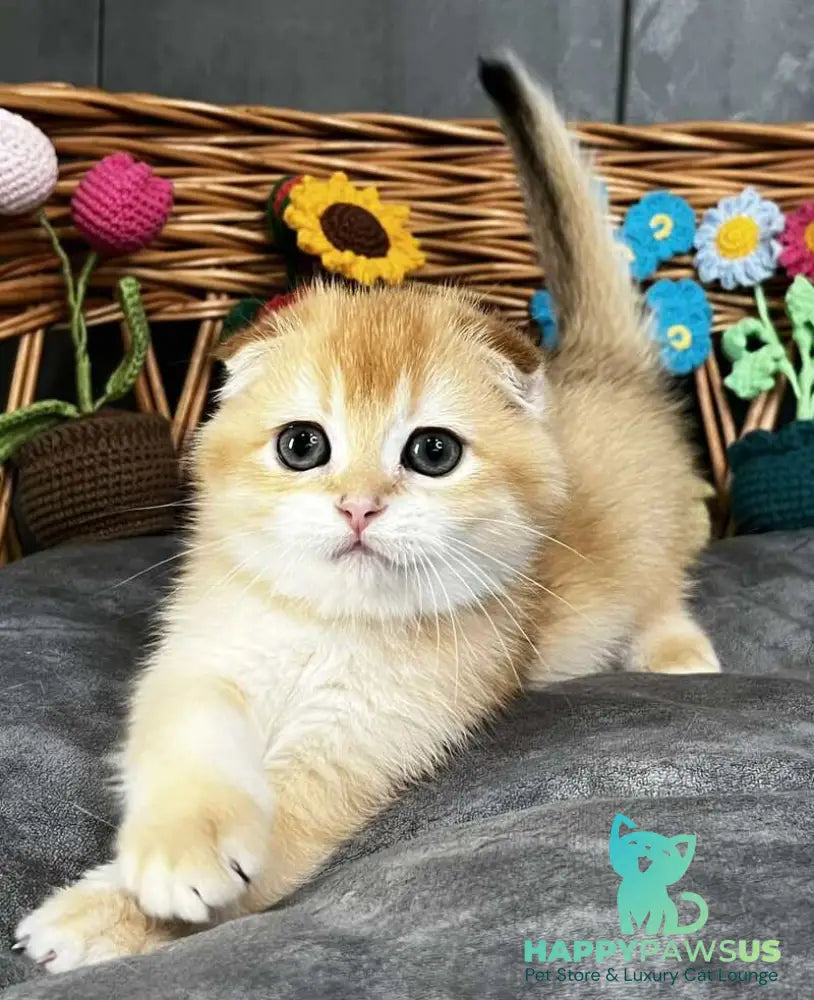 Kerry Scottish Fold female black golden chinchilla - live animals