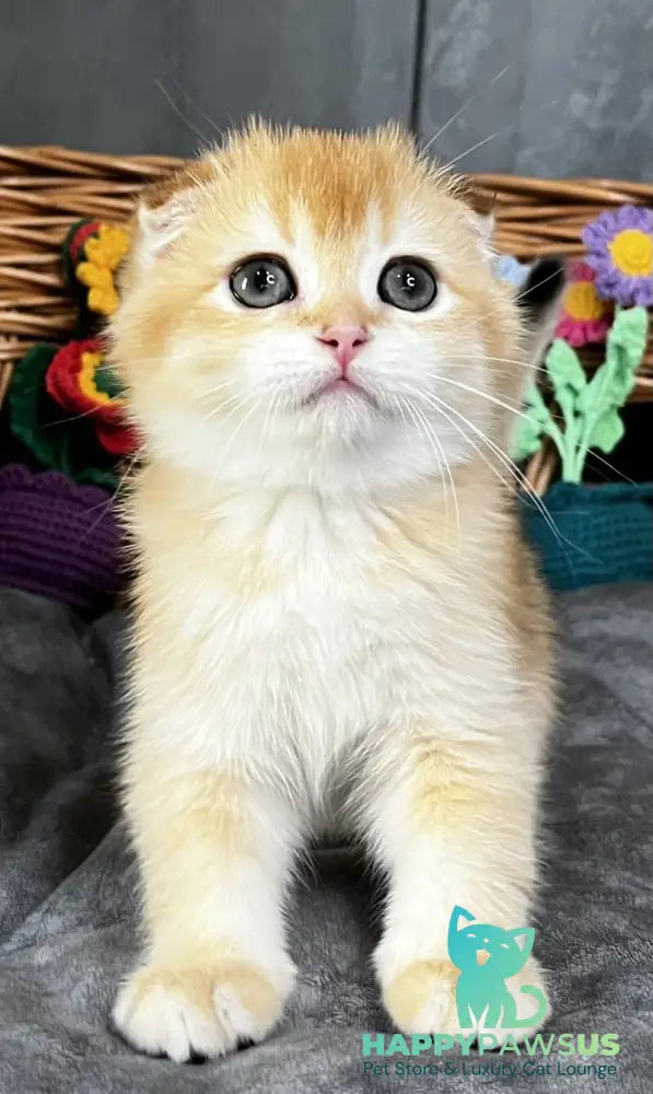 Kerry Scottish Fold female black golden chinchilla - live animals