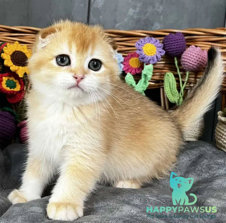 Kerry Scottish Fold female black golden chinchilla - live animals