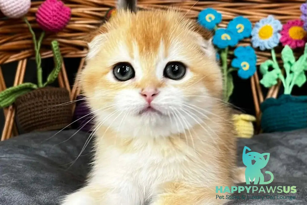 Kerry Scottish Fold female black golden chinchilla - live animals