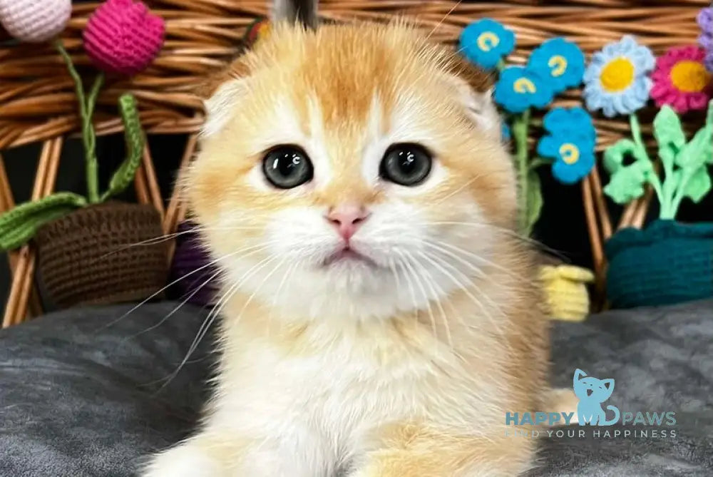 Kerry Scottish Fold female black golden chinchilla - live animals