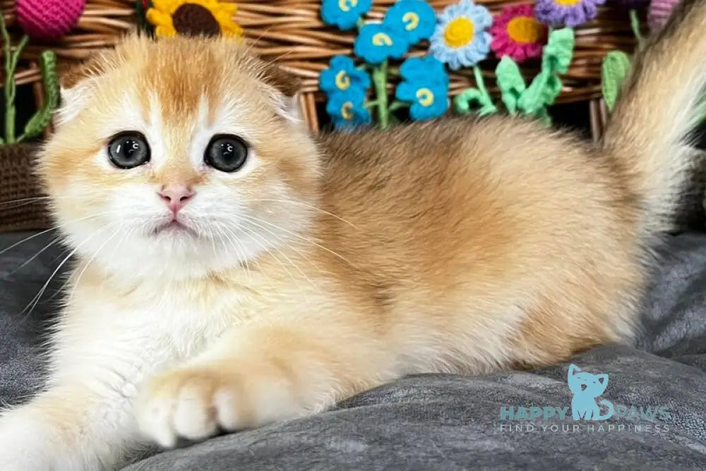 Kerry Scottish Fold female black golden chinchilla - live animals