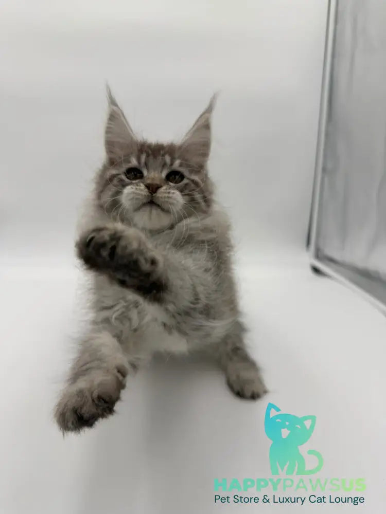 Ketana Maine Coon female black silver tabby - live animals