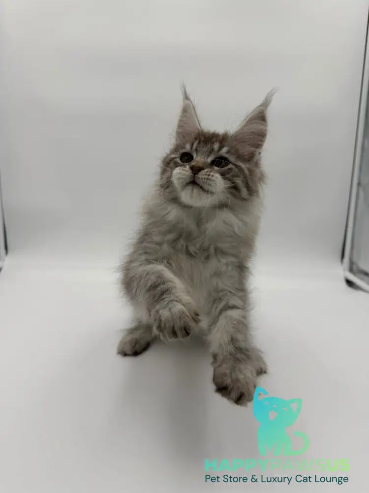 Ketana Maine Coon female black silver tabby - live animals