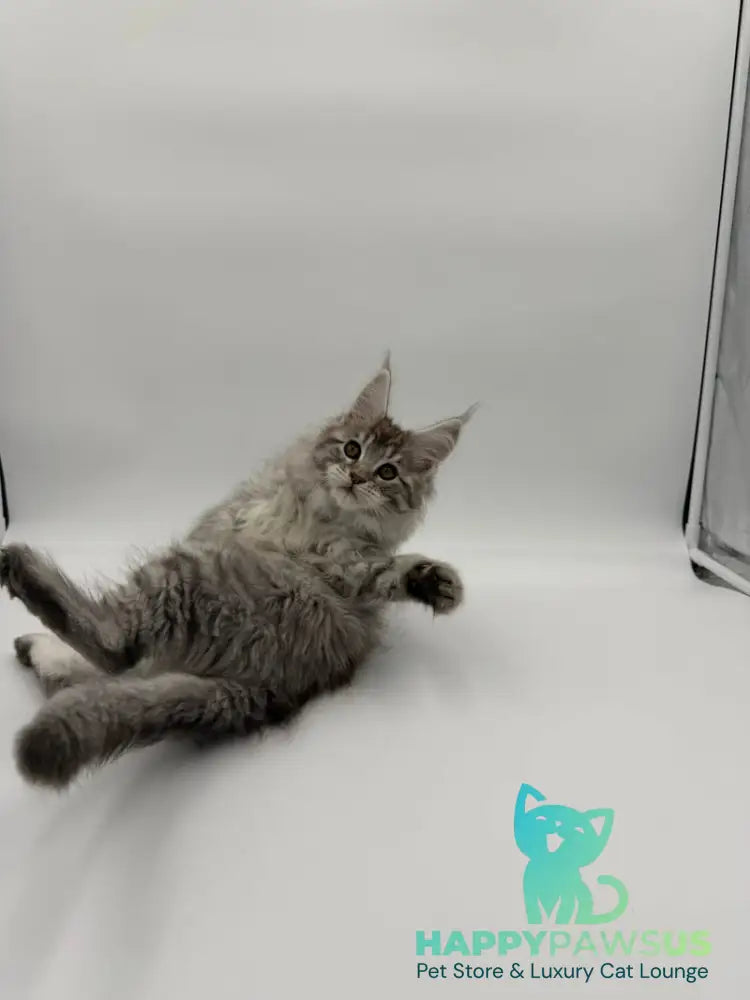 Ketana Maine Coon female black silver tabby - live animals