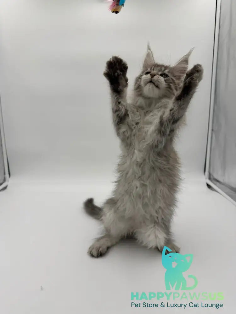 Ketana Maine Coon female black silver tabby - live animals