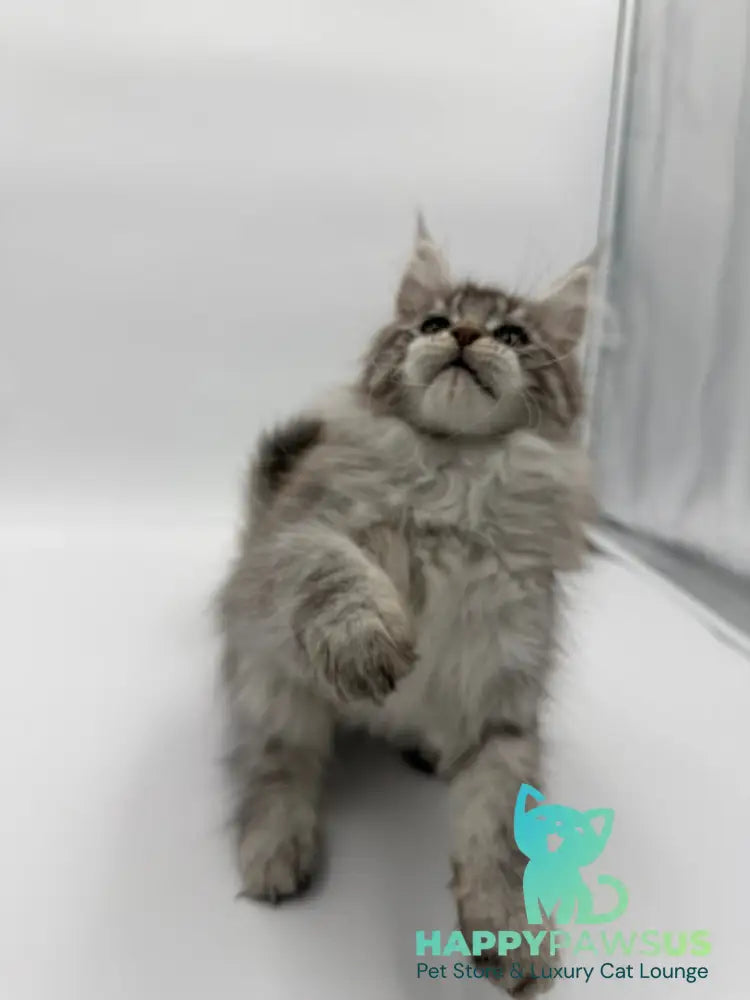 Ketana Maine Coon female black silver tabby - live animals