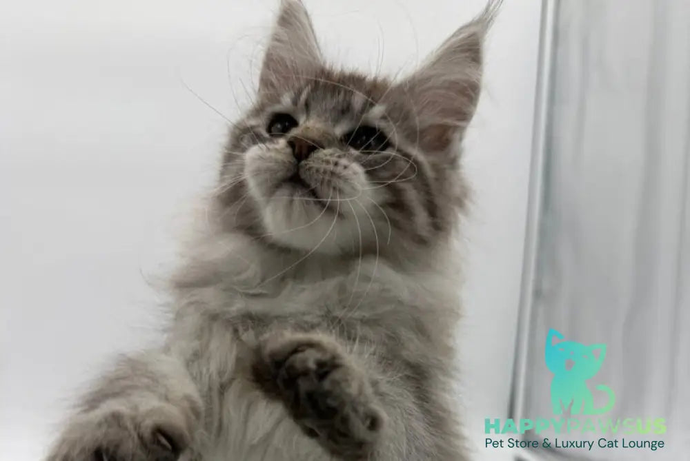 Ketana Maine Coon female black silver tabby - live animals