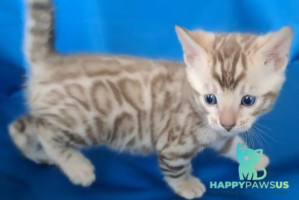 Kevin Bengal male black spotted tabby pointed - live animals