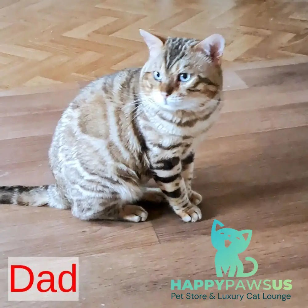 Kevin Bengal male black spotted tabby pointed - live animals