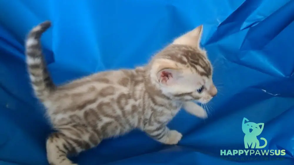 Kevin Bengal male black spotted tabby pointed - live animals