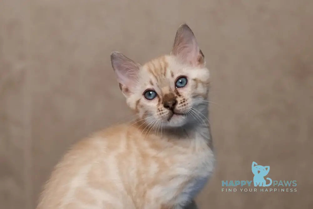 Kevin Bengal male seal lynx pointed live animals