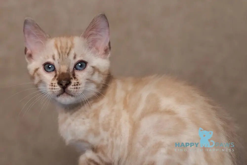 Kevin Bengal male seal lynx pointed live animals