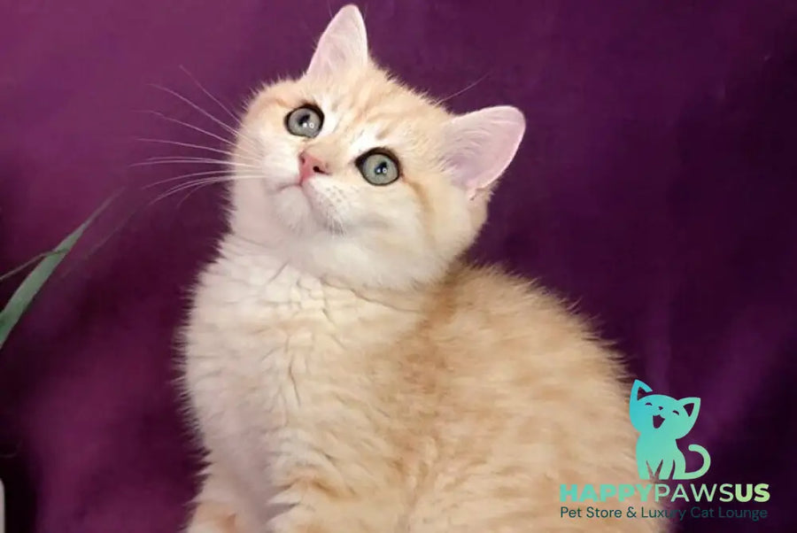 Kevin British Shorthair male black golden spotted tabby - live animals
