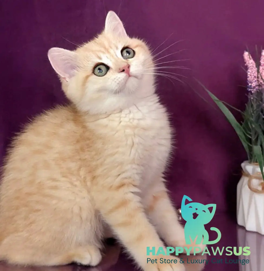 Kevin British Shorthair male black golden spotted tabby - live animals