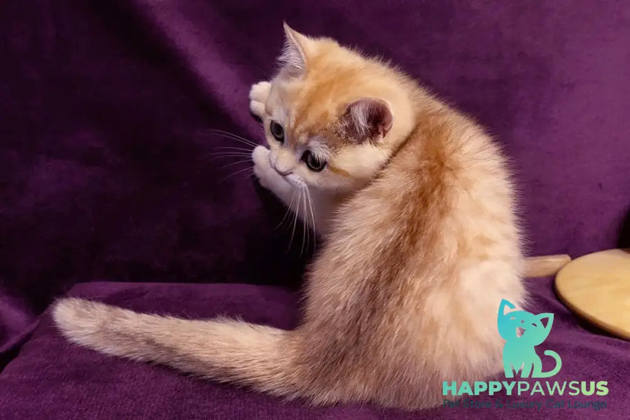 Kevin British Shorthair male black golden spotted tabby - live animals