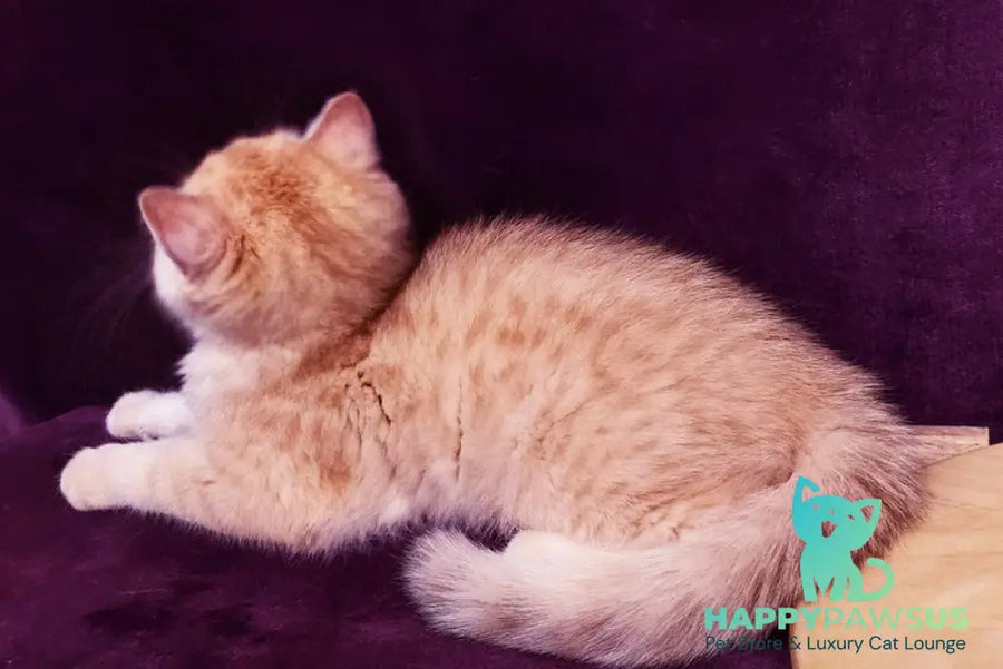 Kevin British Shorthair male black golden spotted tabby - live animals