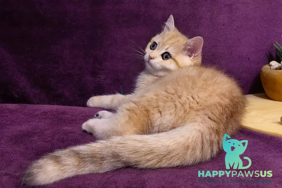 Kevin British Shorthair male black golden spotted tabby - live animals