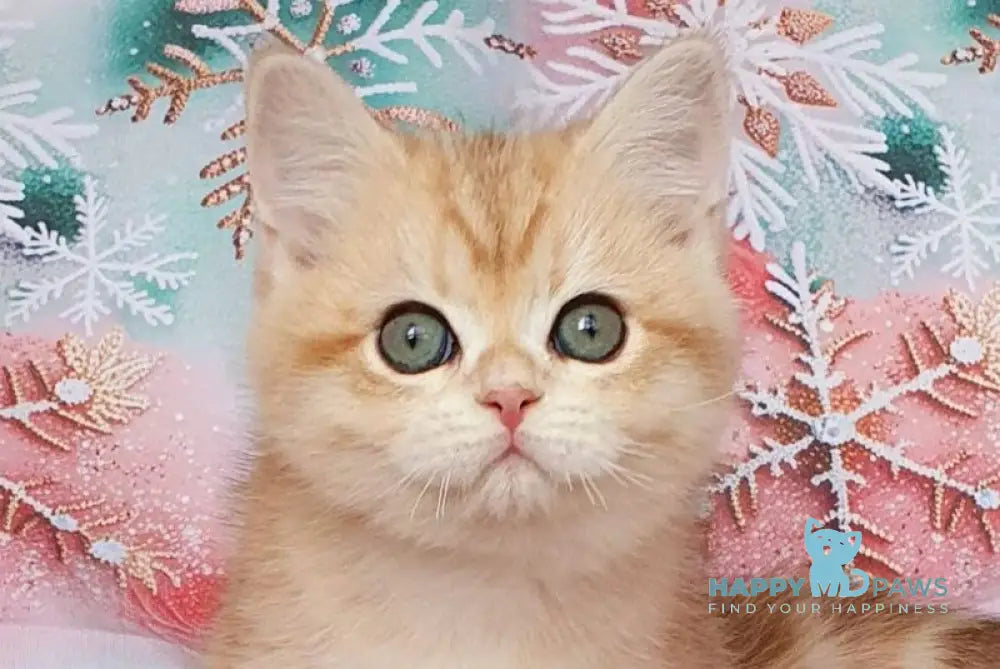 Kevin British Shorthair male black golden tabby live animals