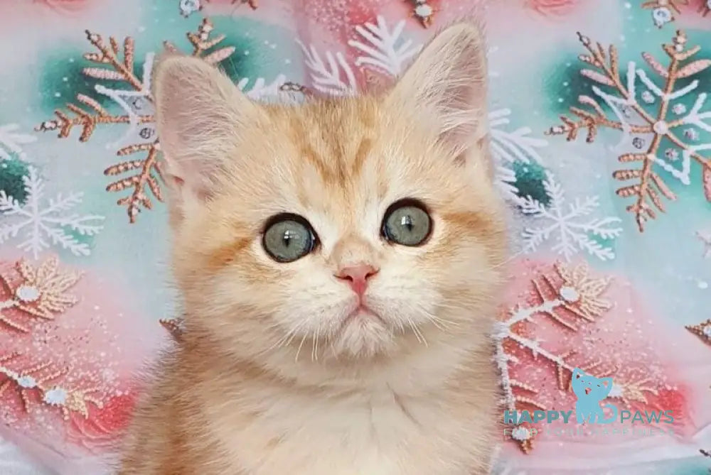 Kevin British Shorthair male black golden tabby live animals