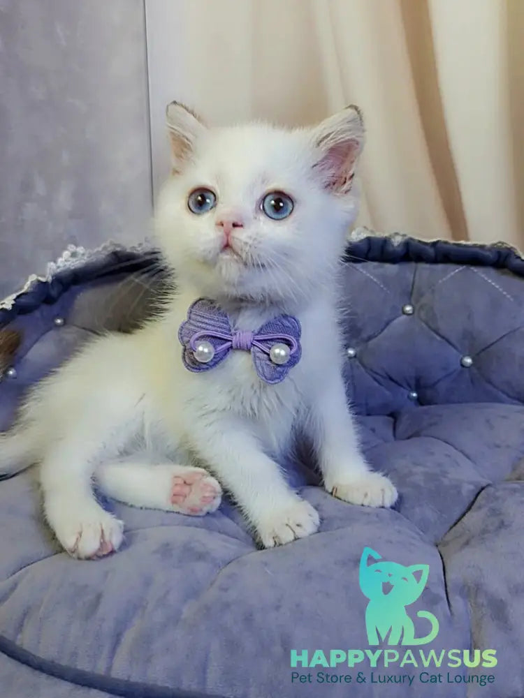 Kevin British Shorthair male cinnamon golden chinchilla pointed - live animals