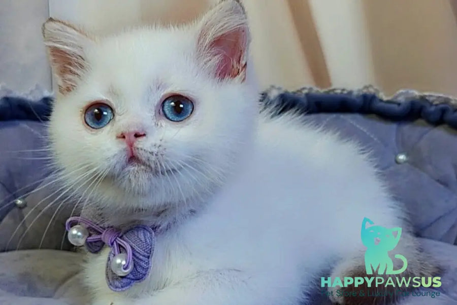 Kevin British Shorthair male cinnamon golden chinchilla pointed - live animals