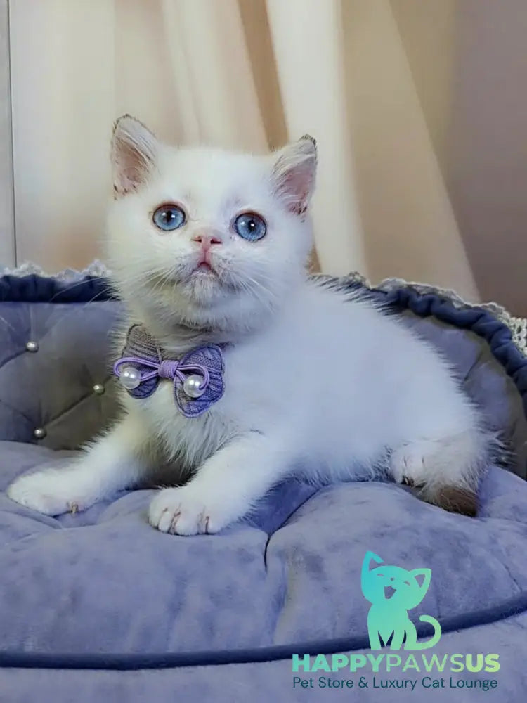 Kevin British Shorthair male cinnamon golden chinchilla pointed - live animals