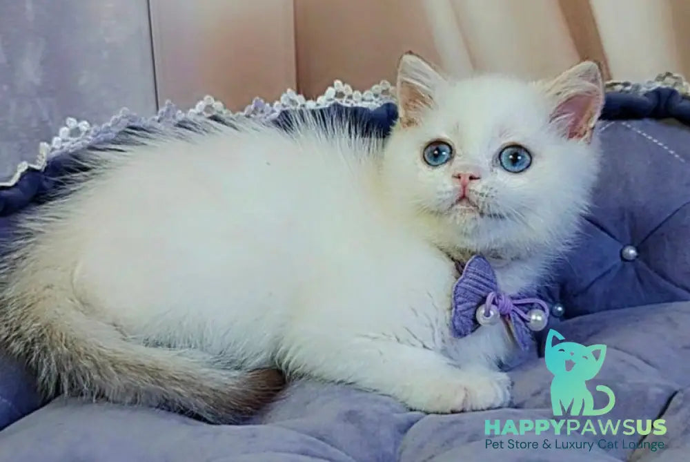 Kevin British Shorthair male cinnamon golden chinchilla pointed - live animals