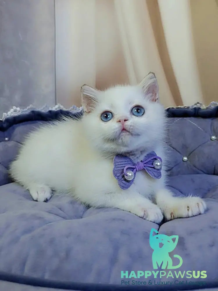 Kevin British Shorthair male cinnamon golden chinchilla pointed - live animals