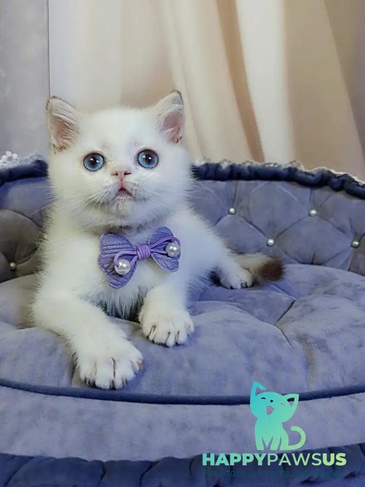Kevin British Shorthair male cinnamon golden chinchilla pointed - live animals