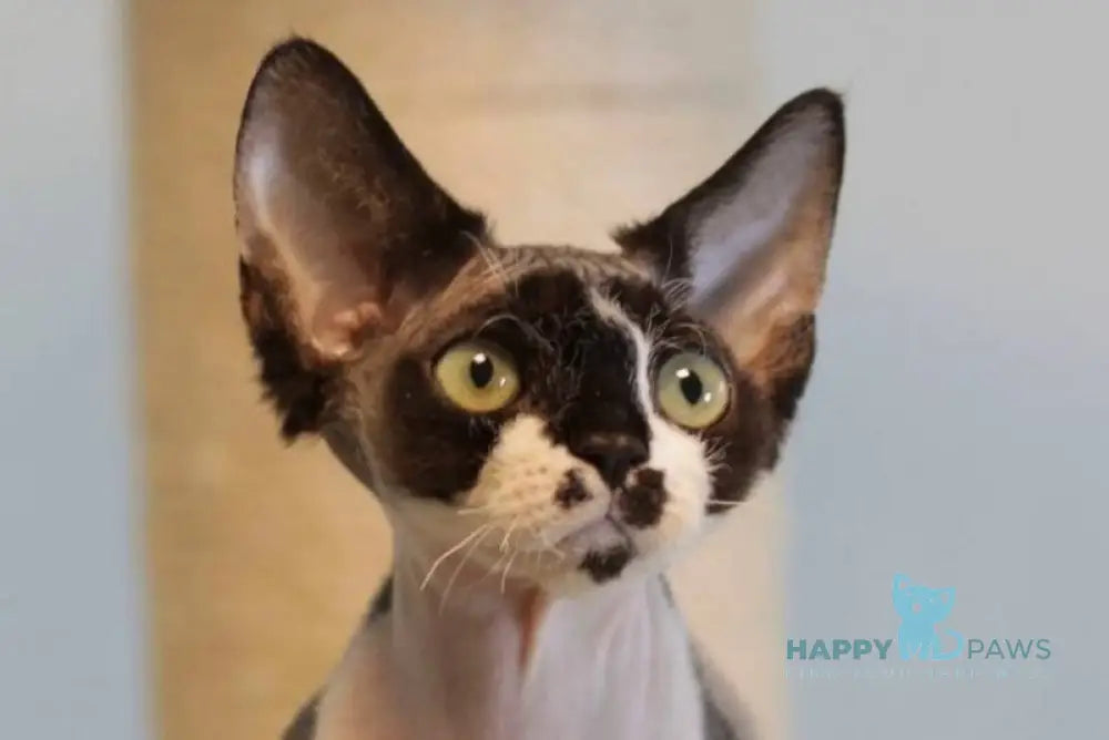 Kevin Devon Rex male black bicolour live animals