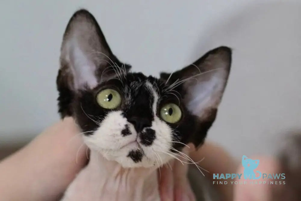 Kevin Devon Rex male black bicolour live animals