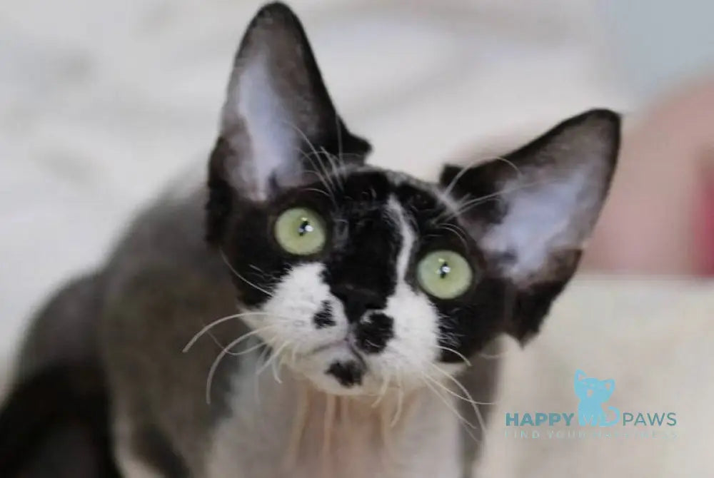 Kevin Devon Rex male black bicolour live animals