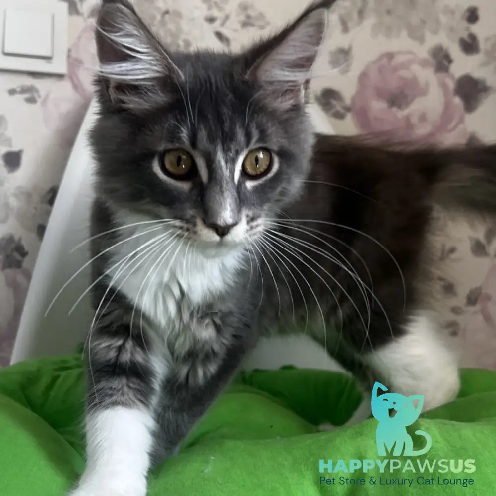 Kevin Maine Coon male blue bicolour tabby - live animals