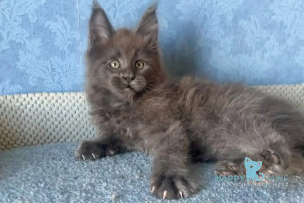 Kevin Maine Coon male blue live animals