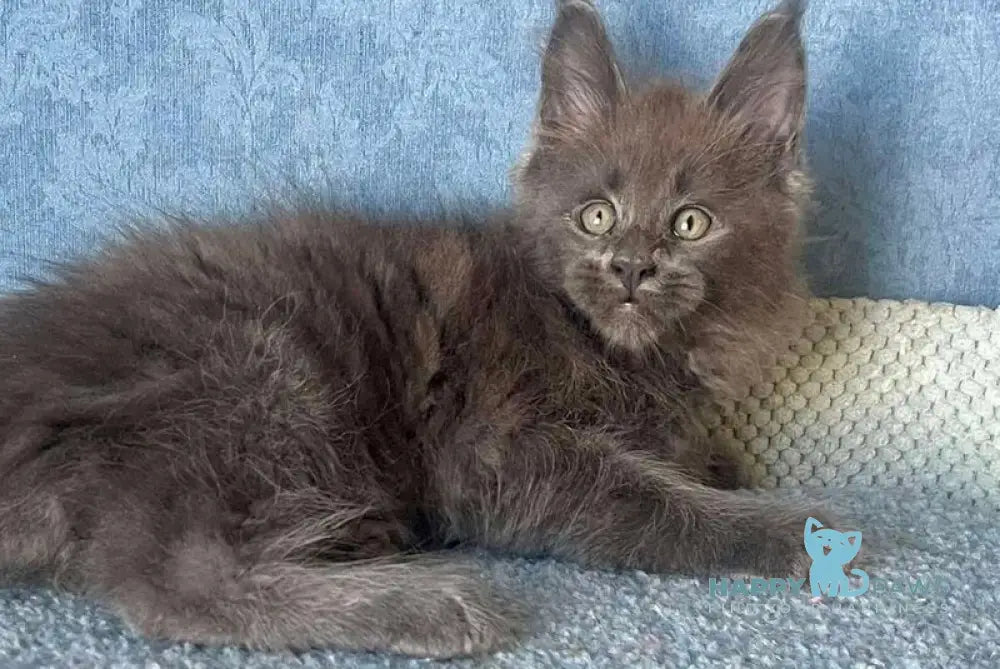 Kevin Maine Coon male blue live animals