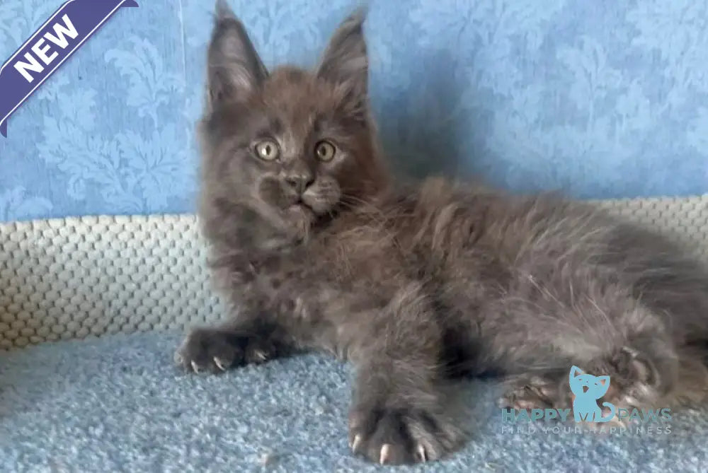 Kevin Maine Coon male blue live animals