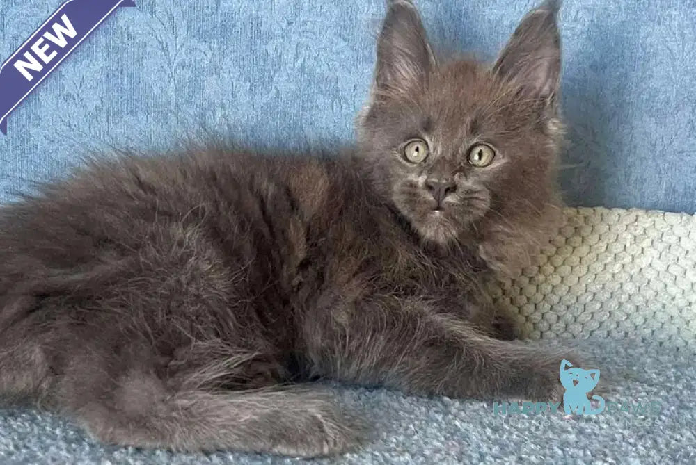 Kevin Maine Coon male blue live animals