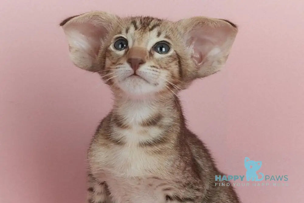 Kevin Oriental Shorthair male chocolate spotted tabby live animals