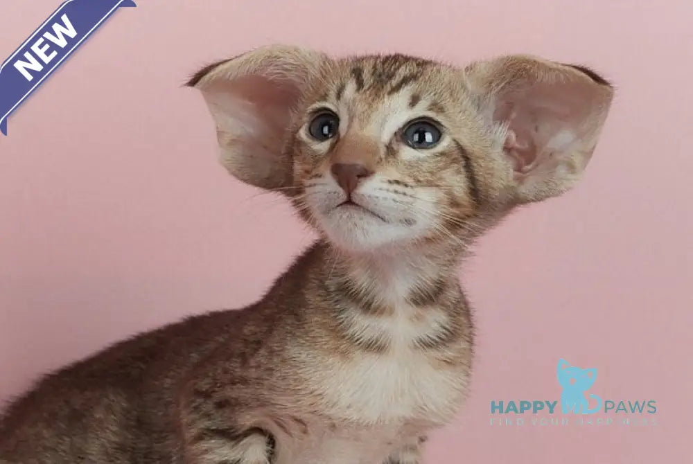 Kevin Oriental Shorthair male chocolate spotted tabby live animals