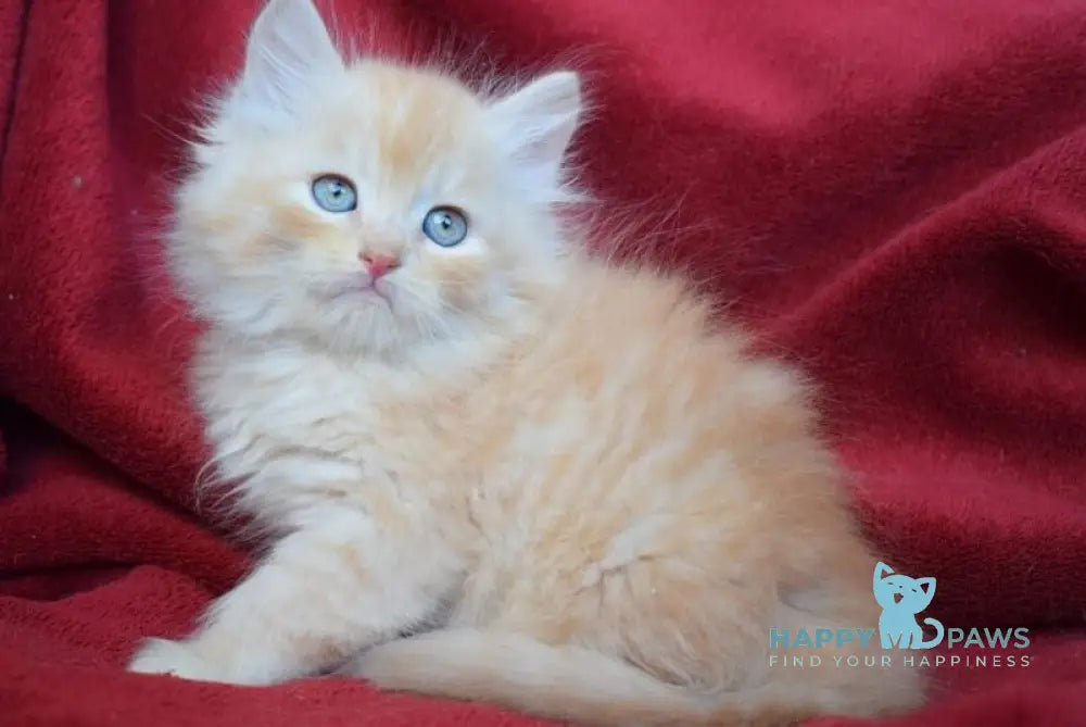Kevin Siberian male red silver - live animals