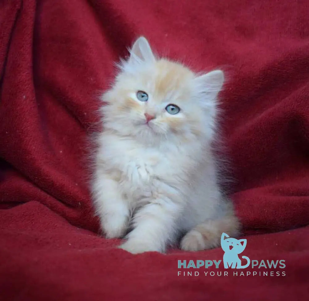 Kevin Siberian male red silver - live animals