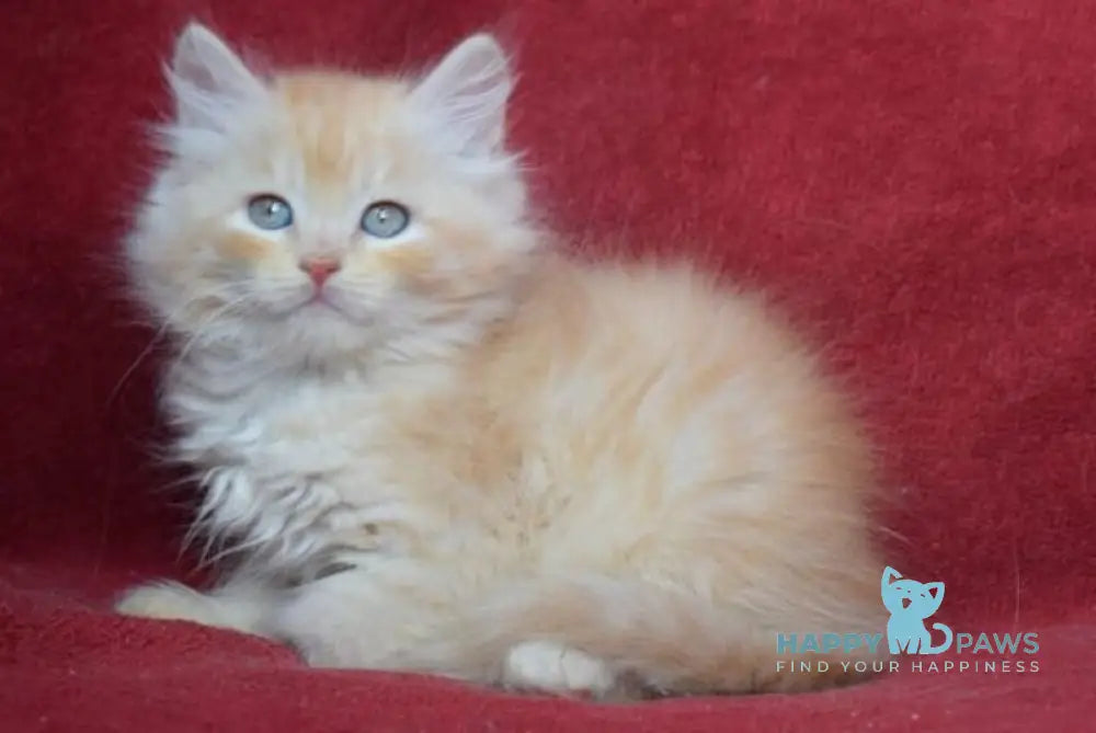 Kevin Siberian male red silver - live animals