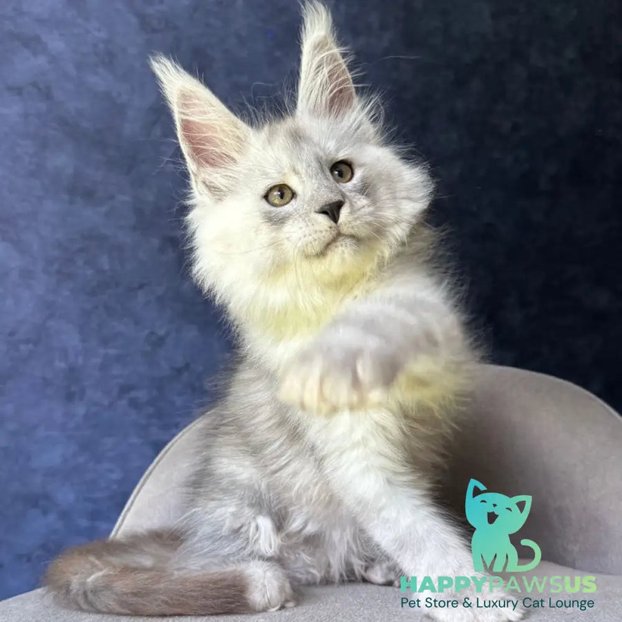 Key Maine Coon male black silver - live animals