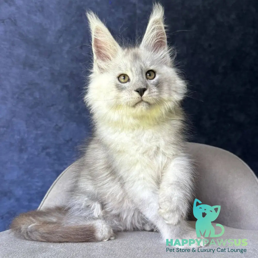 Key Maine Coon male black silver - live animals
