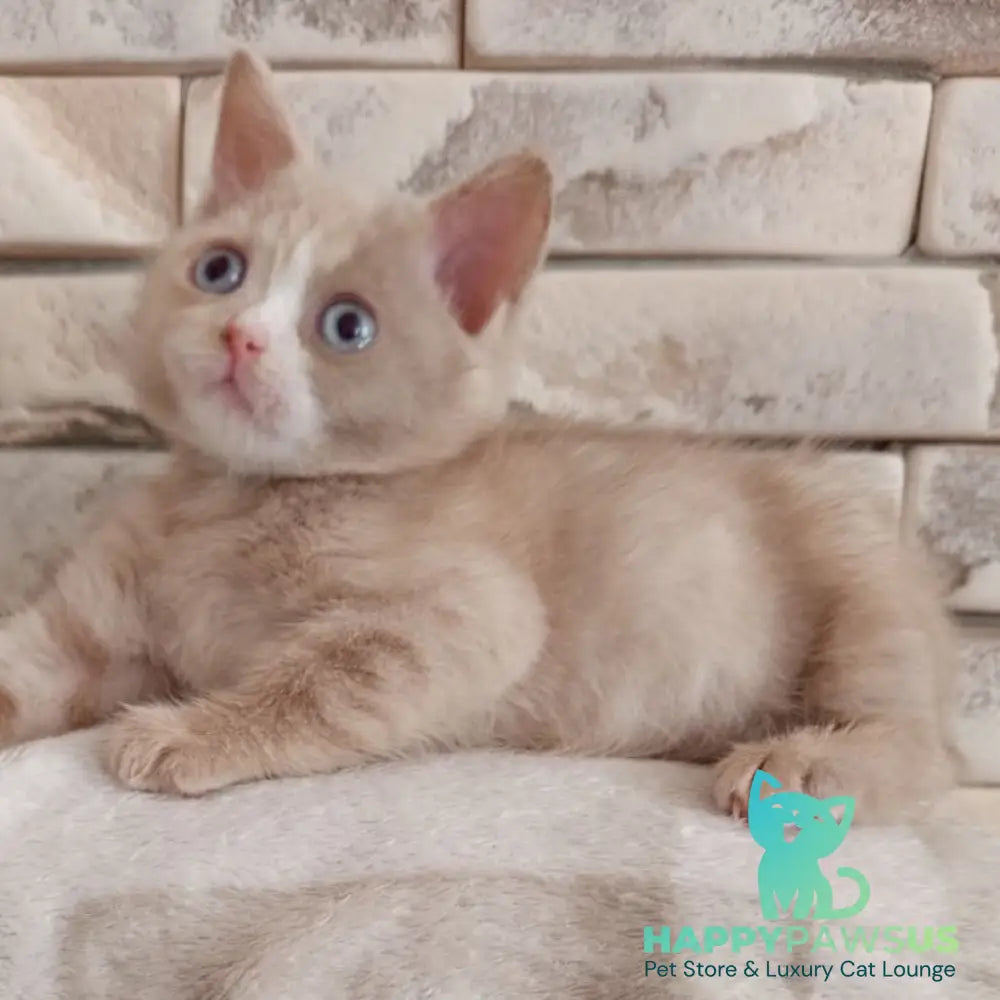 Keysy British Shorthair female fawn tortie with white - live animals