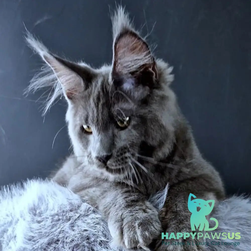 Khaos Lacroix Maine Coon male blue - live animals